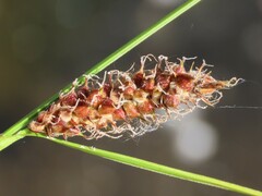 Carex pellita