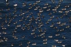 Uria aalge hyperborea