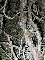 Strix virgata
