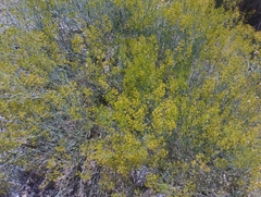 Gymnophyton isatidicarpum