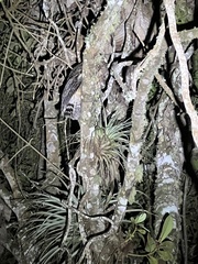 Strix virgata