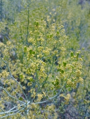 Gymnophyton isatidicarpum