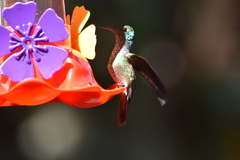 Chrysuronia versicolor