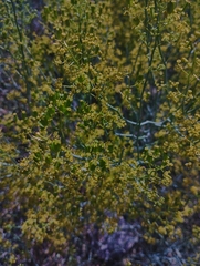 Gymnophyton isatidicarpum