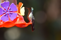 Chrysuronia versicolor