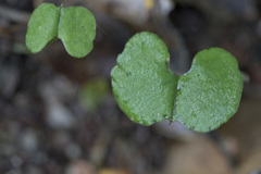 Corybas trilobus aggregate