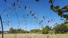 Eryngium ebracteatum
