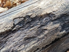 Berkleasmium concinnum