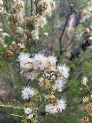 Kunzea ambigua