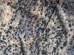 Berkleasmium concinnum