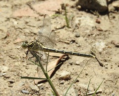 Austrogomphus guerini