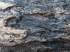 Berkleasmium concinnum