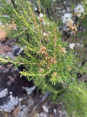 Kunzea ambigua