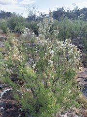 Kunzea ambigua