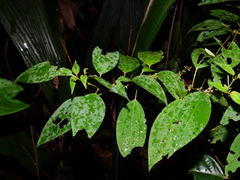Clidemia minutiflora