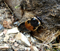 Blaberinae