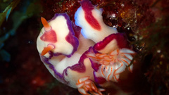 Hypselodoris