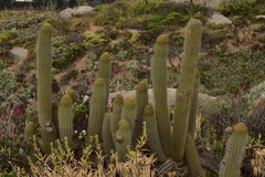 Trichocereus chiloensis litoralis