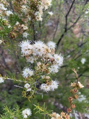 Kunzea ambigua