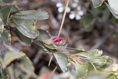 Adenanthos cuneatus