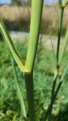 Eryngium ebracteatum
