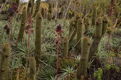 Trichocereus chiloensis litoralis