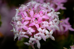 Pimelea ferruginea