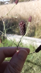 Eryngium ebracteatum