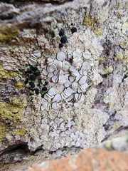 Lecanora caesiorubella
