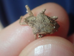 Oemethylus triangularis