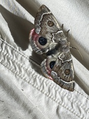 Carthaea saturnioides