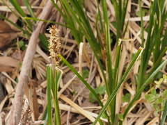 Carex appressa