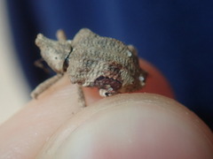 Oemethylus triangularis