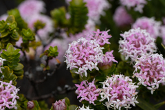 Pimelea ferruginea