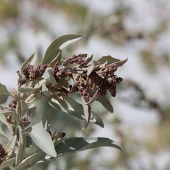 Atriplex cinerea