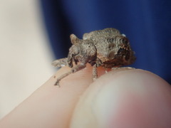 Oemethylus triangularis