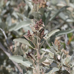 Atriplex cinerea