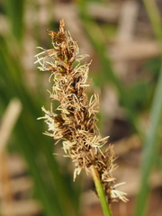 Carex appressa