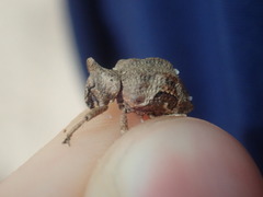 Oemethylus triangularis