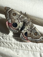 Carthaea saturnioides