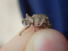 Oemethylus triangularis