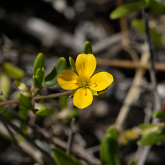 Roepera billardierei
