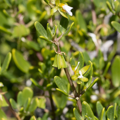 Roepera billardierei