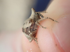 Oemethylus triangularis