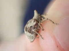 Oemethylus triangularis