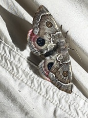 Carthaea saturnioides