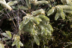 Olax phyllanthi