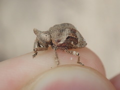 Oemethylus triangularis