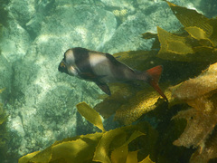 Pseudogoniistius nigripes