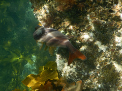 Pseudogoniistius nigripes